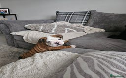 English Bulldog dogs for sale: English Bulldog  - Image 5