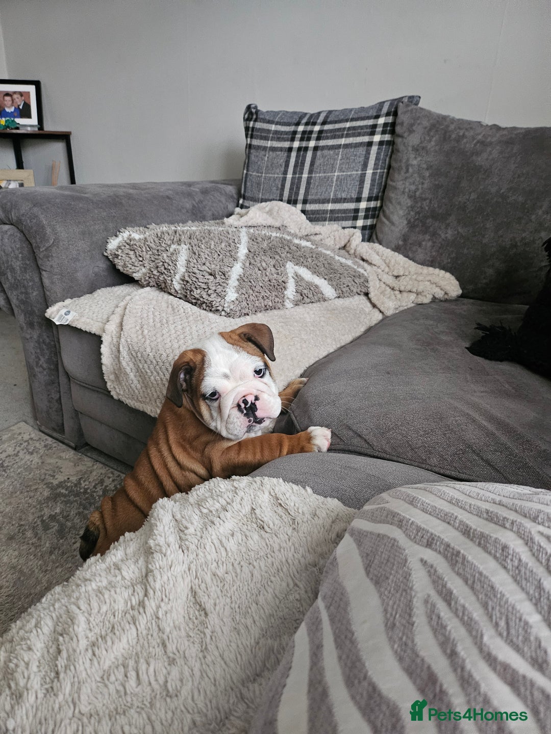English Bulldog dogs for sale: English Bulldog  - Image 5