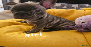 French Bulldog dogs - Advert 8