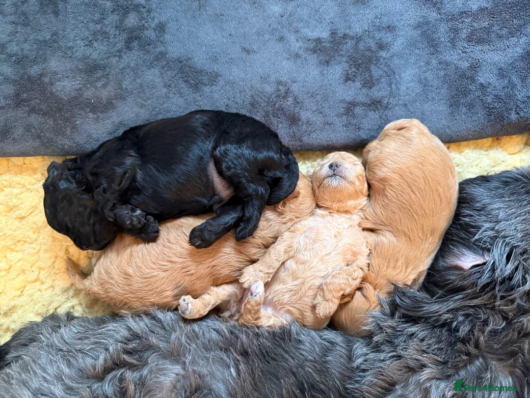 Lhasapoo dogs for sale: Lhasapoo pups (doodles) F1b  - Advert 26