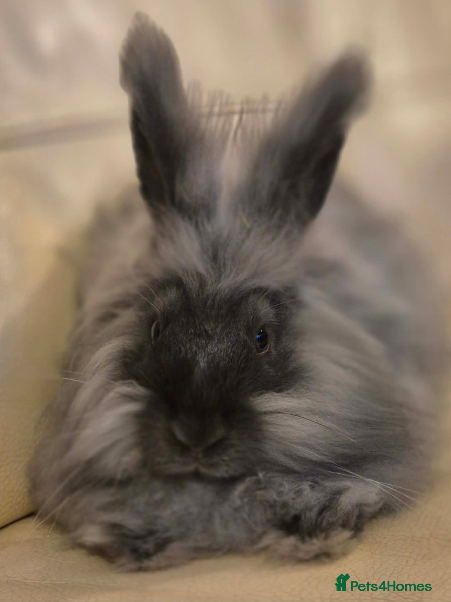 Angora rabbits Angora boys - Advert 12