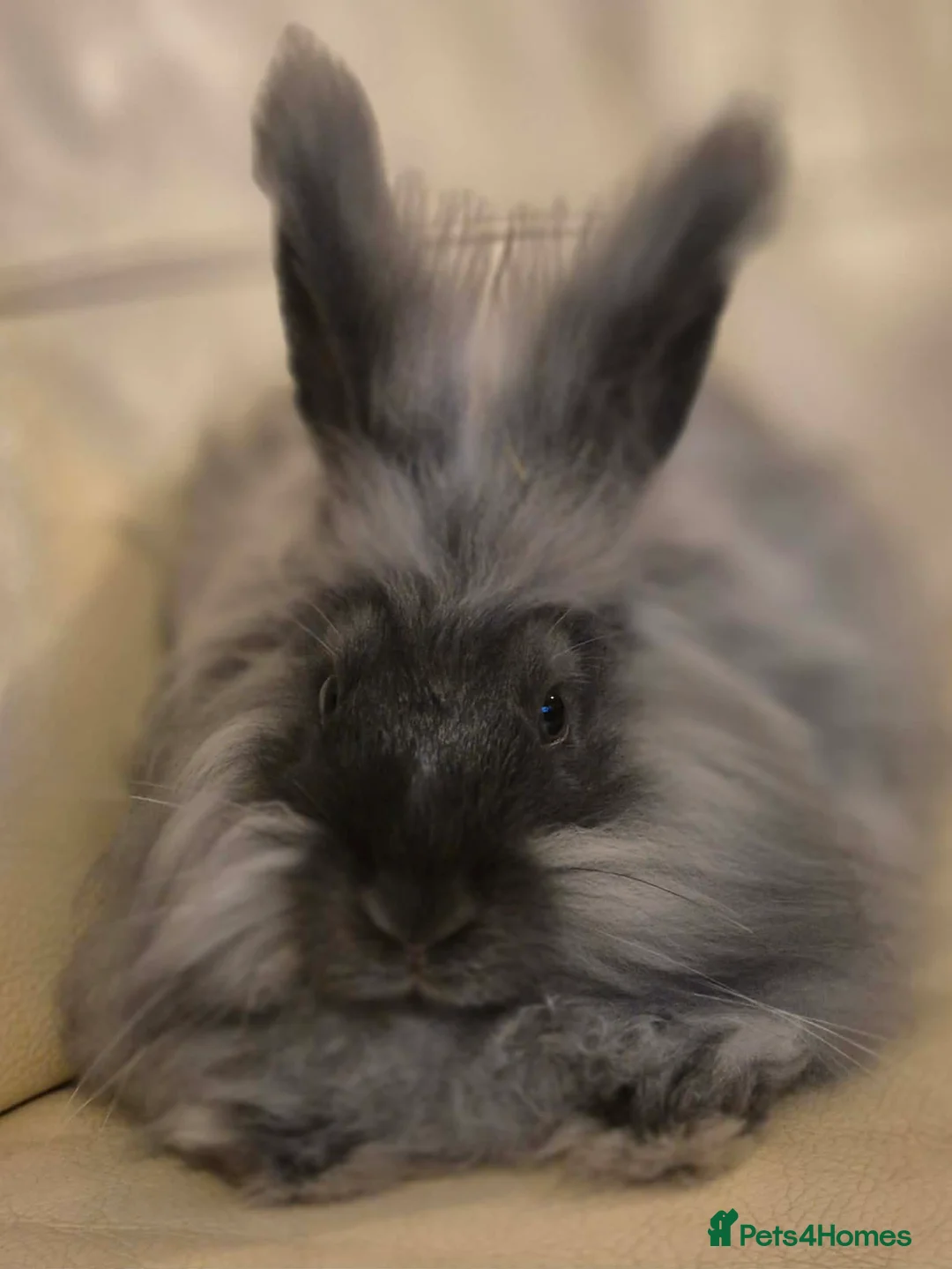 Angora rabbits for sale: Angora boys - Advert 1