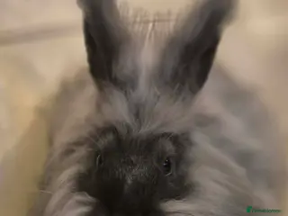 Angora rabbits Angora boys - Advert 12