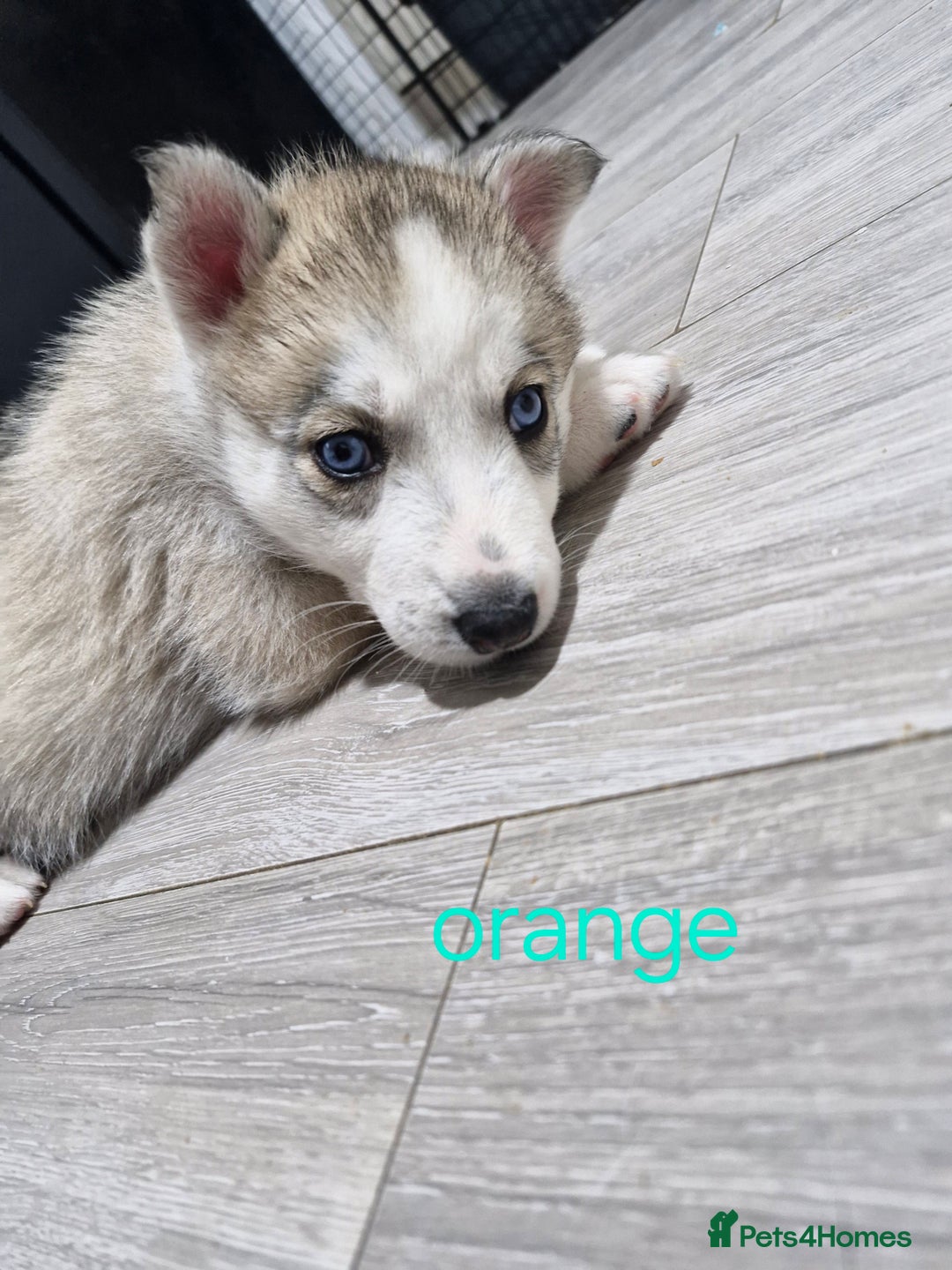 Siberian Husky dogs for sale: 8 husky pups - Advert 24