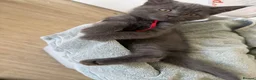 Maine Coon cats for sale: mainecoon x in Castleford - Advert 4