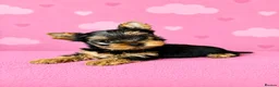 Yorkshire Terrier dogs for sale: Outstanding Show Quality RKC Registered Puppies - Advert 1