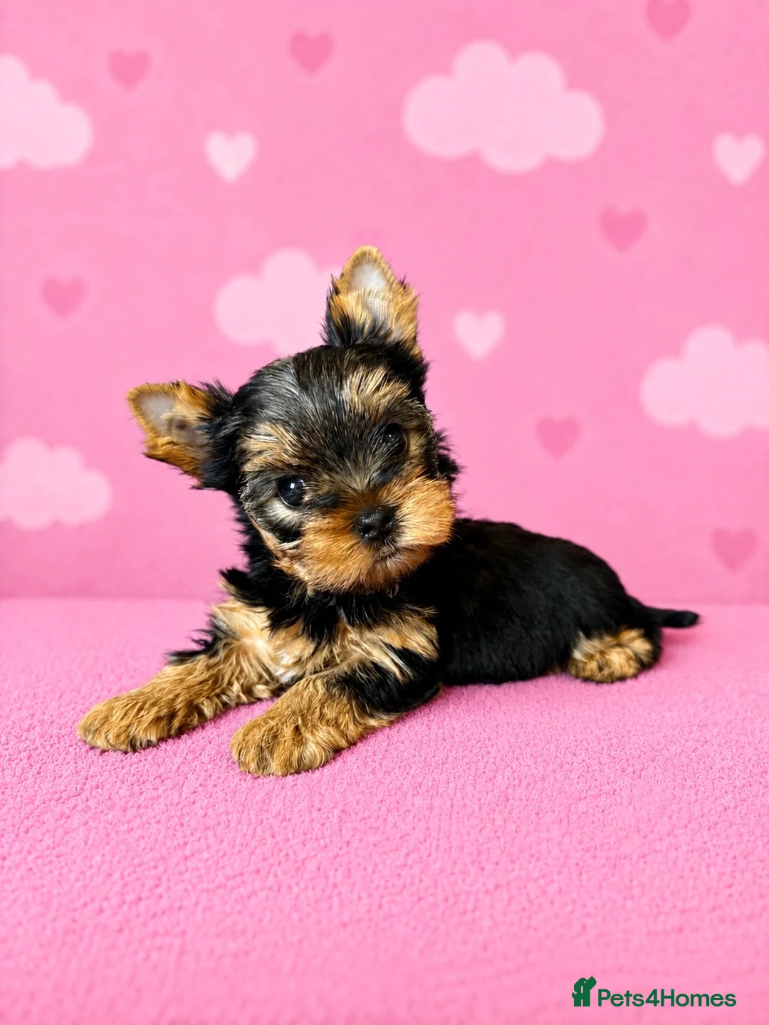Yorkshire Terrier dogs for sale: Outstanding Show Quality RKC Registered Puppies - Advert 1