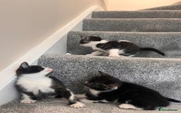 Mixed Breed cats for sale: 3 beautiful boy kittens - Image 5