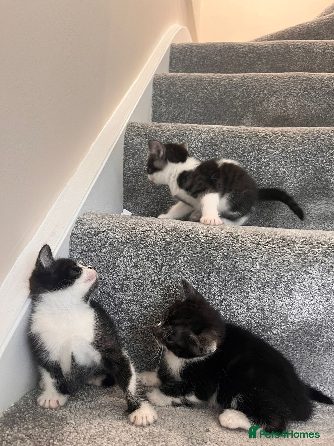 Mixed Breed cats for sale: 3 beautiful boy kittens - Image 5