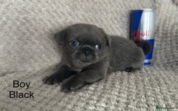 Mixed Breed dogs for sale: Tiny Pugingese pups  - Image 3