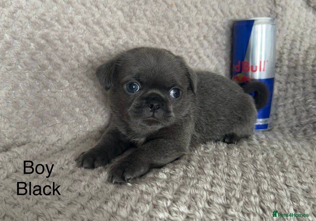 Mixed Breed dogs for sale: Tiny Pugingese pups  - Image 3