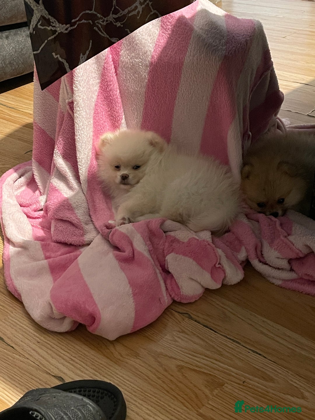 Pomeranian dogs for sale: Beautiful Pomerian Boy  - Image 3