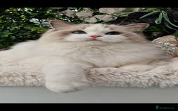 Ragdoll cats for sale: 🌸Stunning TICA🏆Kittens | Award winning cattery🌸 in Slough - Image 26