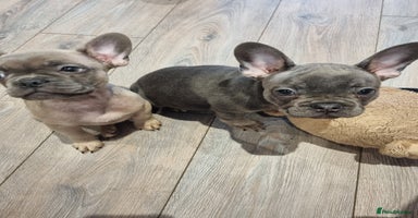 French Bulldog dogs - Advert 16