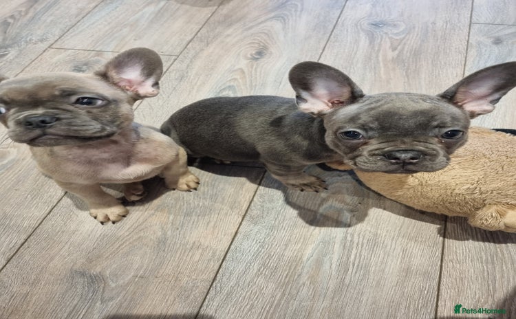 French Bulldog dogs - Advert 4