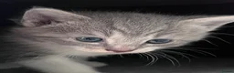 Mixed Breed cats for sale: LAYLA’S GORGEOUS LITTER OF FIVE 🐱 🐈 🐈‍⬛ 🐱 🐈  - Advert 33