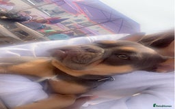 French Bulldog dogs for sale: French bulldog puppies  - Advert 2