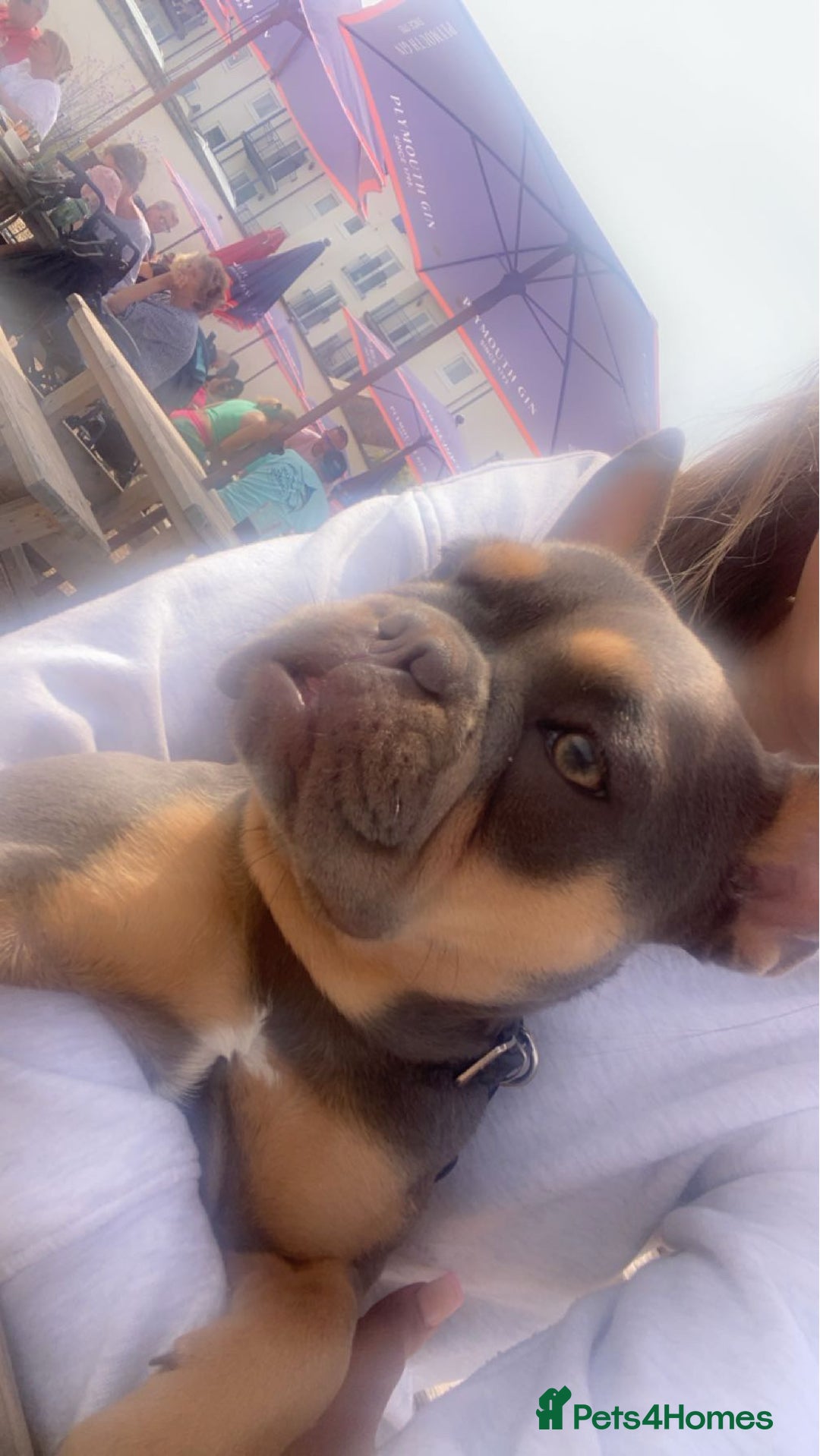 French Bulldog dogs for sale: French bulldog puppies  - Advert 2