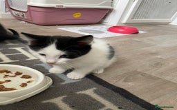 Mixed Breed cats for sale: 3 Little Fluff Balls looking for a forever home in Bradford - Image 3