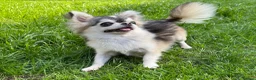 Chihuahua dogs for stud: Thailand KC registered tiny husky marking boy - Advert 3