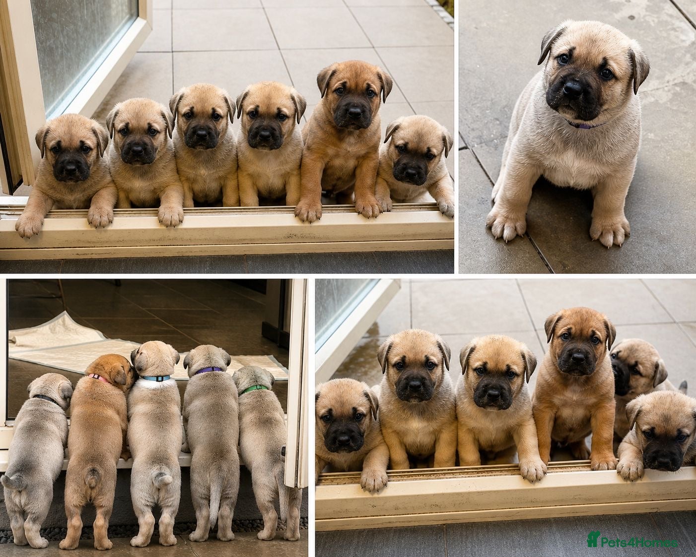 Mixed Breed dogs Kangal cross American bulldog  - Advert 13