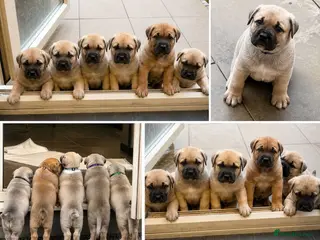 Mixed Breed dogs Kangal cross American bulldog - Advert 13