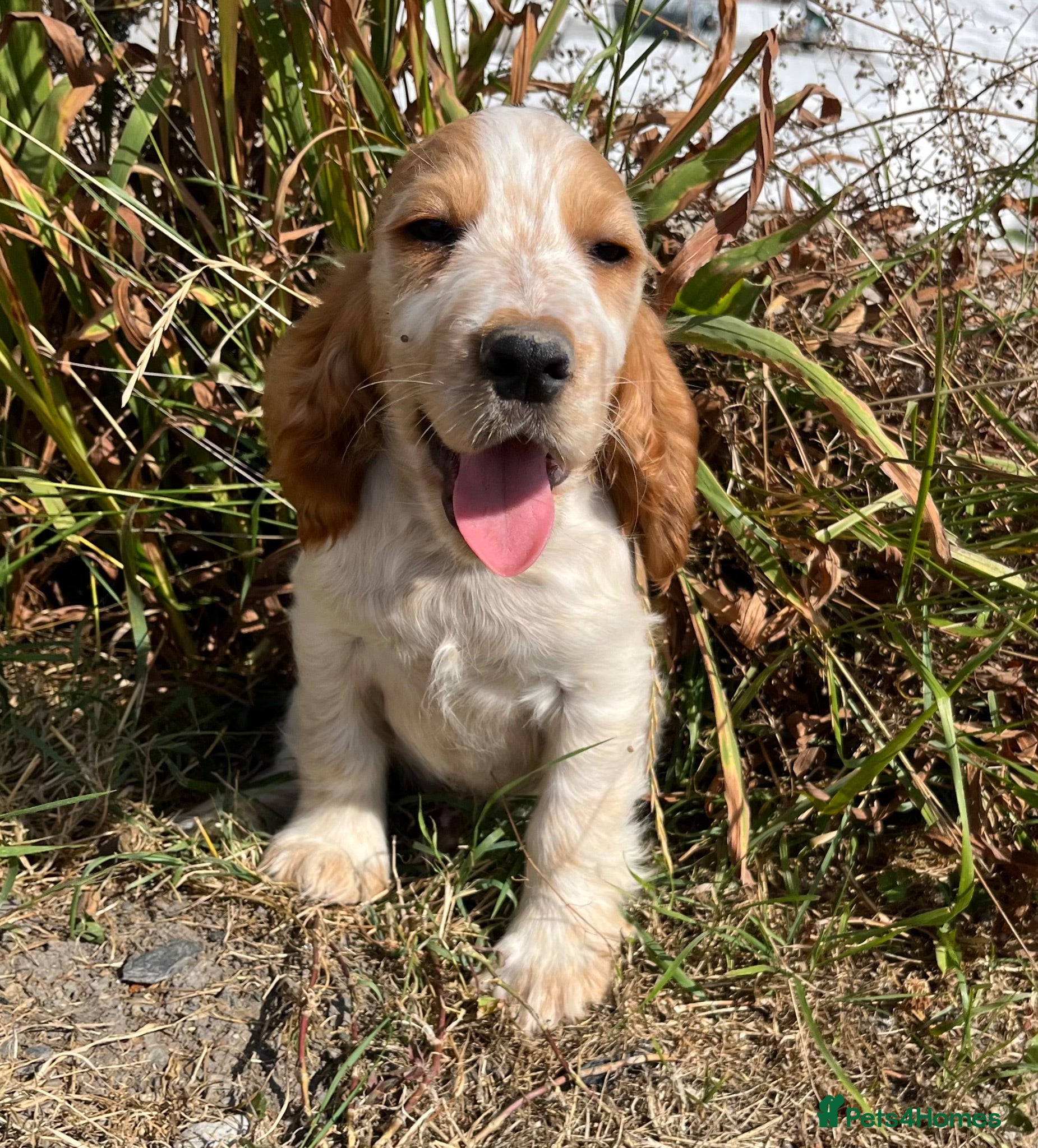 Cocker Spaniel dogs Stunning show type cocker spaniel puppies  - Advert 4