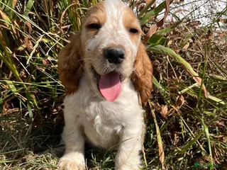 Cocker Spaniel dogs Stunning show type cocker spaniel puppies - Advert 4