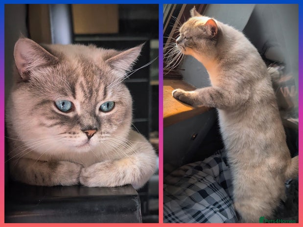 British Shorthair cats - Advert 4