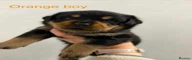 Rottweiler Male - Orange