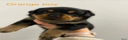 Rottweiler dogs for sale: Rottweiler Puppies For Sale - Advert 7