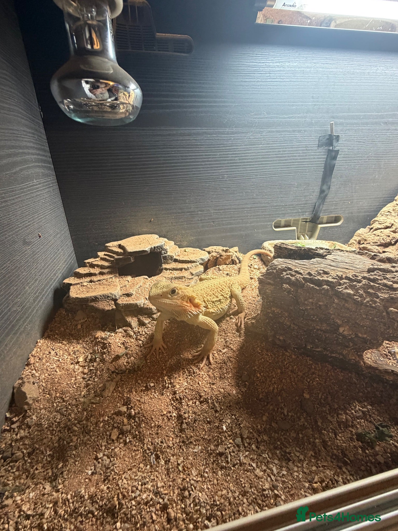 Bearded Dragon reptiles Bearded dragon  - Advert 2