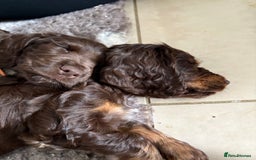 Cocker Spaniel dogs for sale: Ready to go last chocolate show cocker spaniel - Image 13