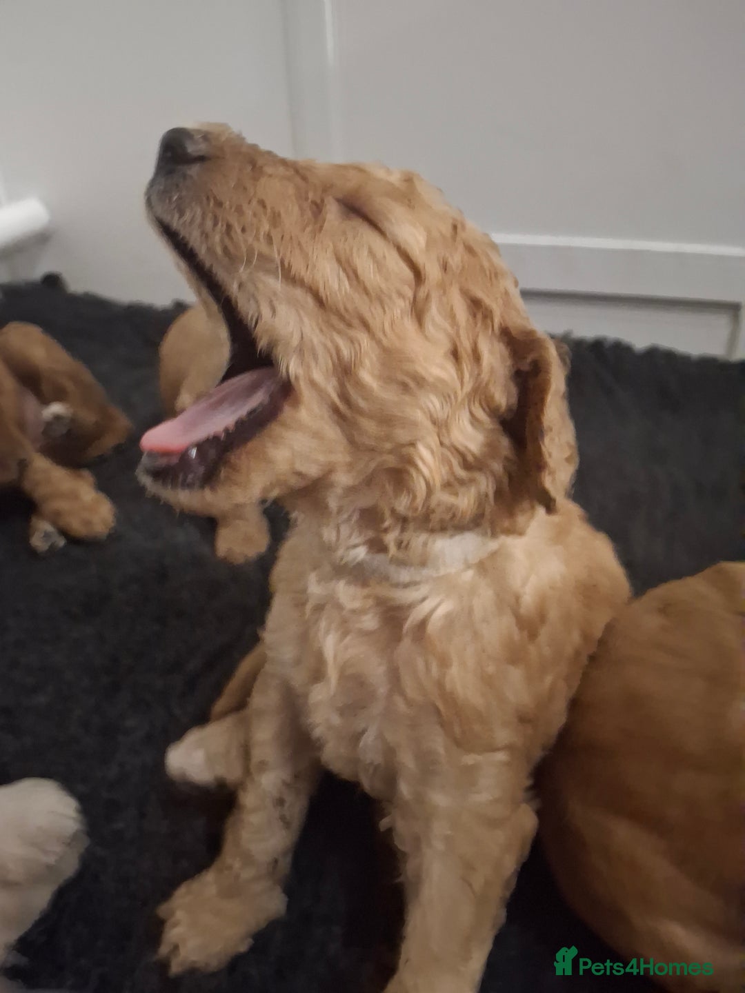 Standard Poodle dogs for sale: Standard poodle male pup apricot  - Image 13