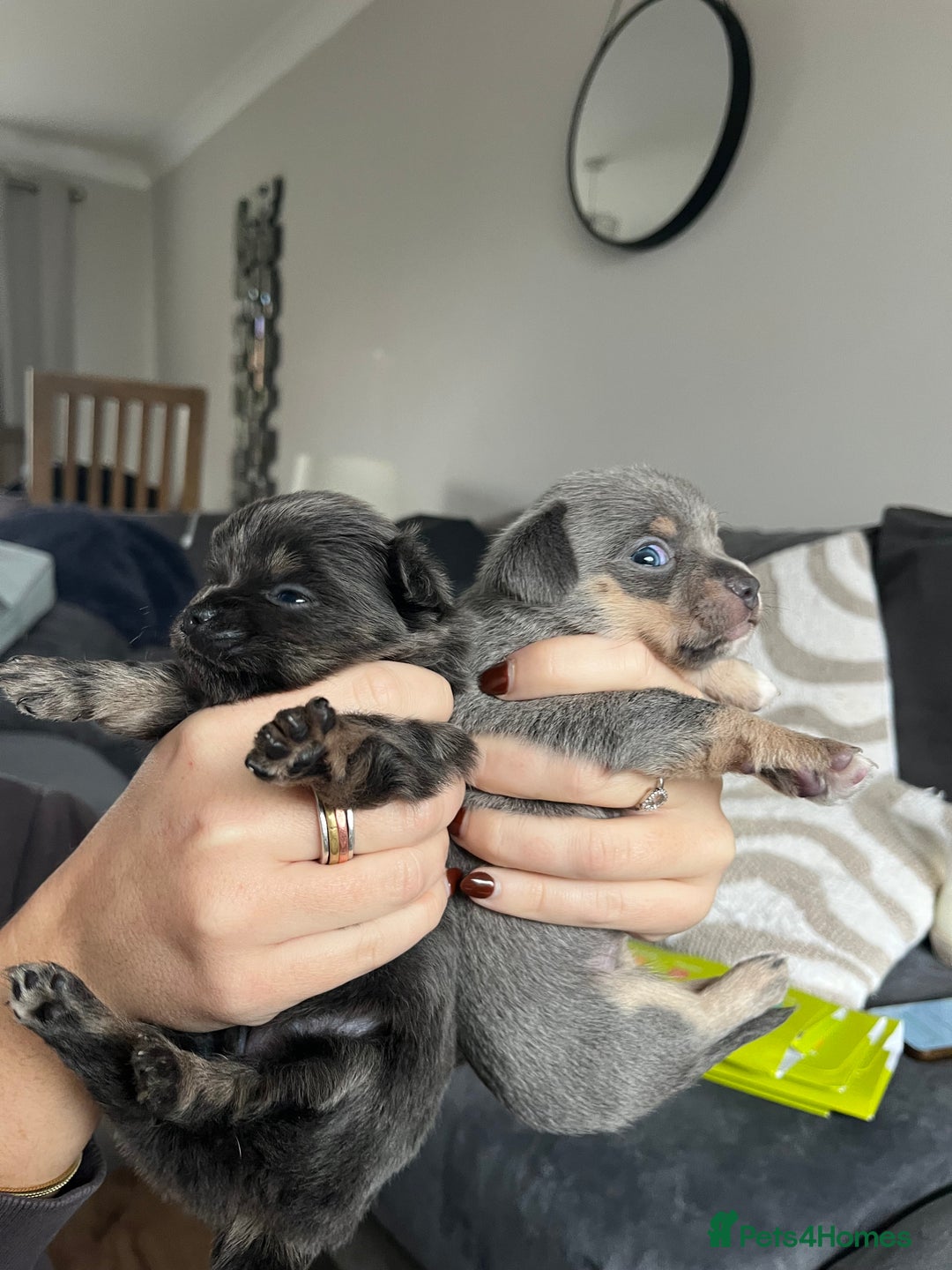 Chihuahua dogs for sale: Chihuahua Pups  - Advert 6