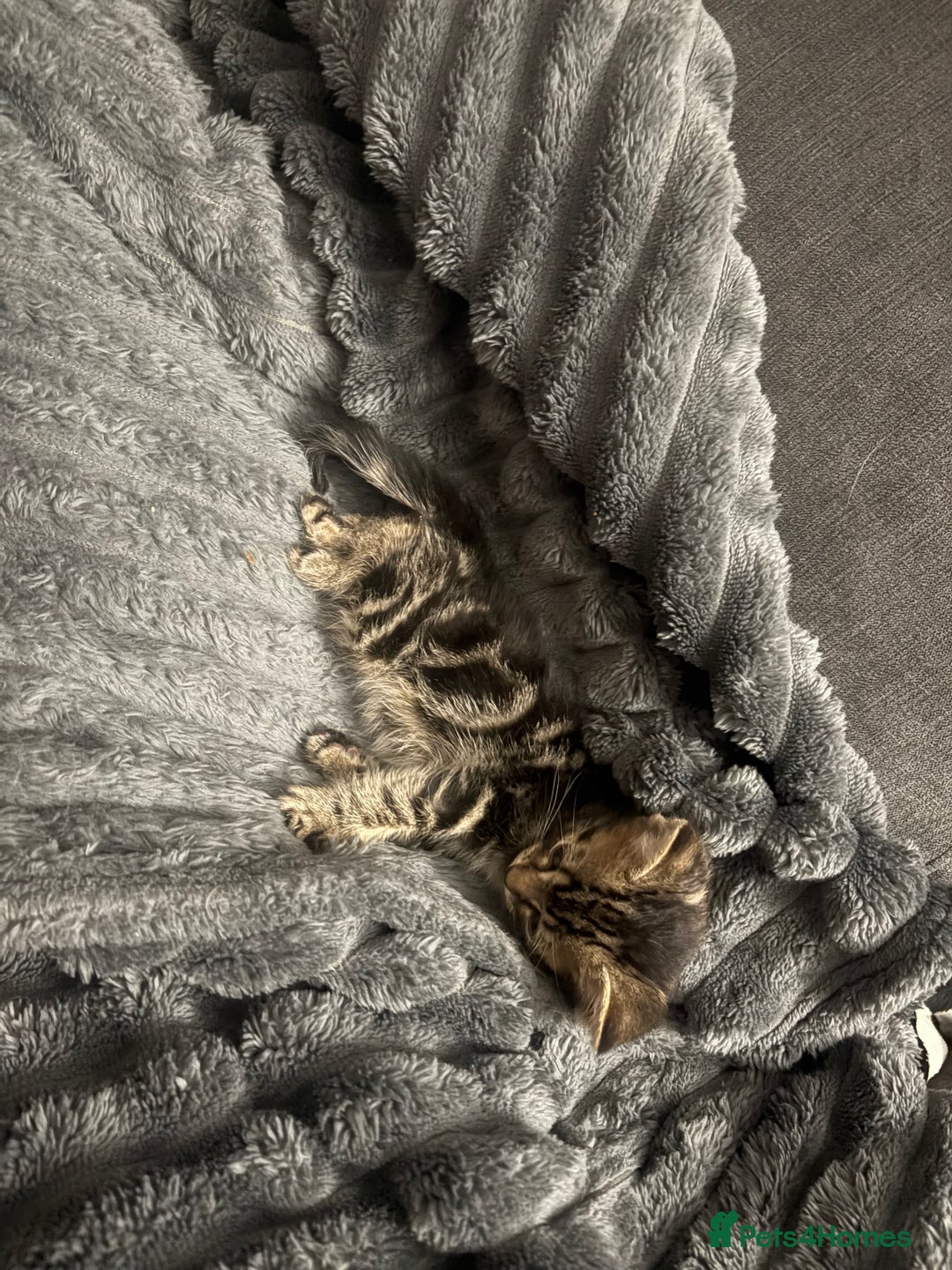 British Shorthair cats for sale: Tabby kitten - Advert 6