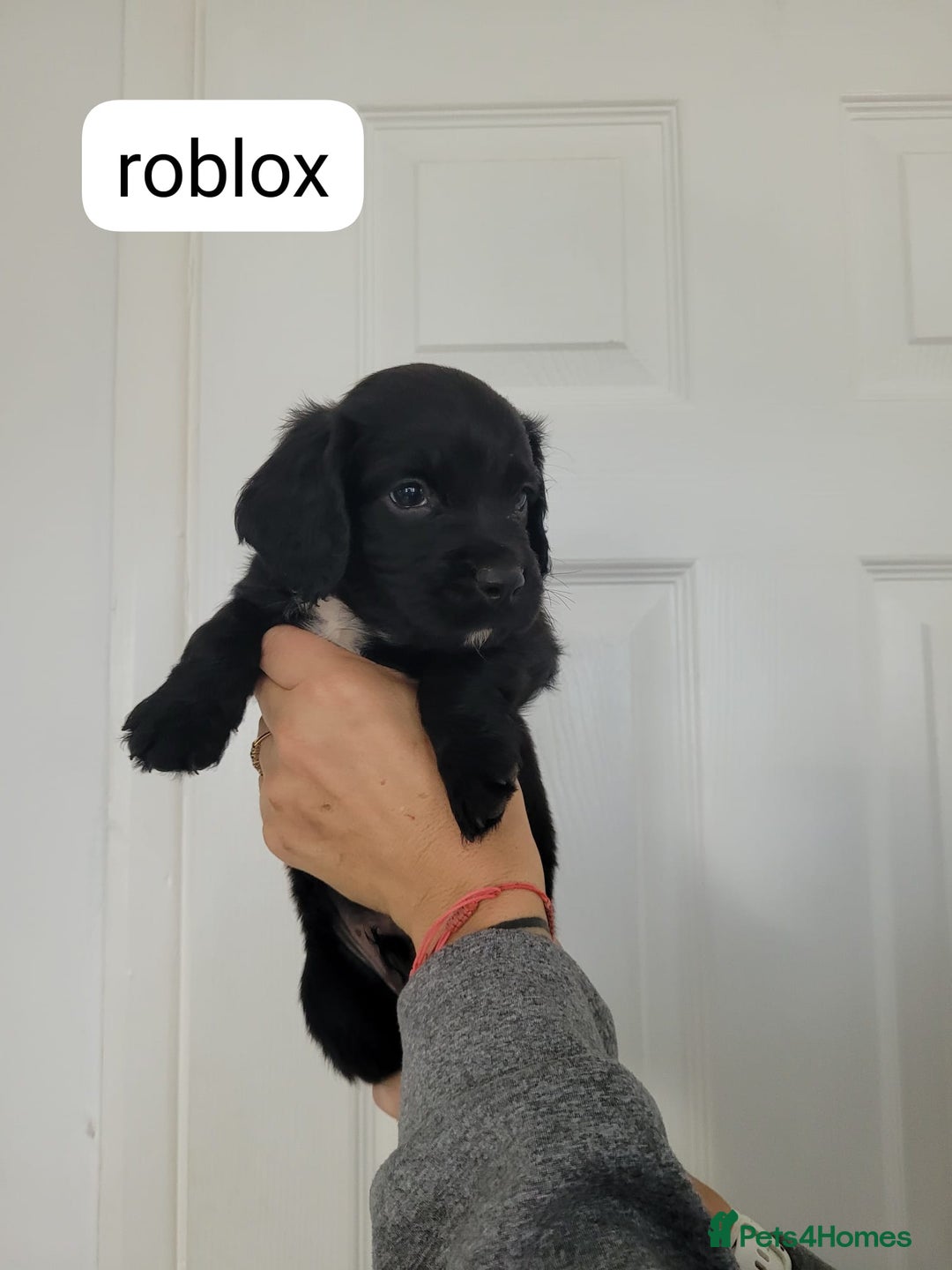 Sprocker dogs for sale: F1 sprockers 4 boys 3 girls - Image 8
