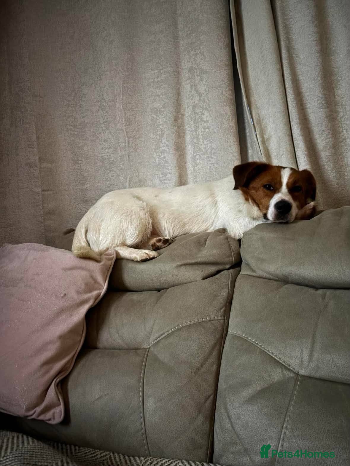 Mixed Breed dogs for adoption: Gregory for adoption in Leigh-on-Sea - Advert 6