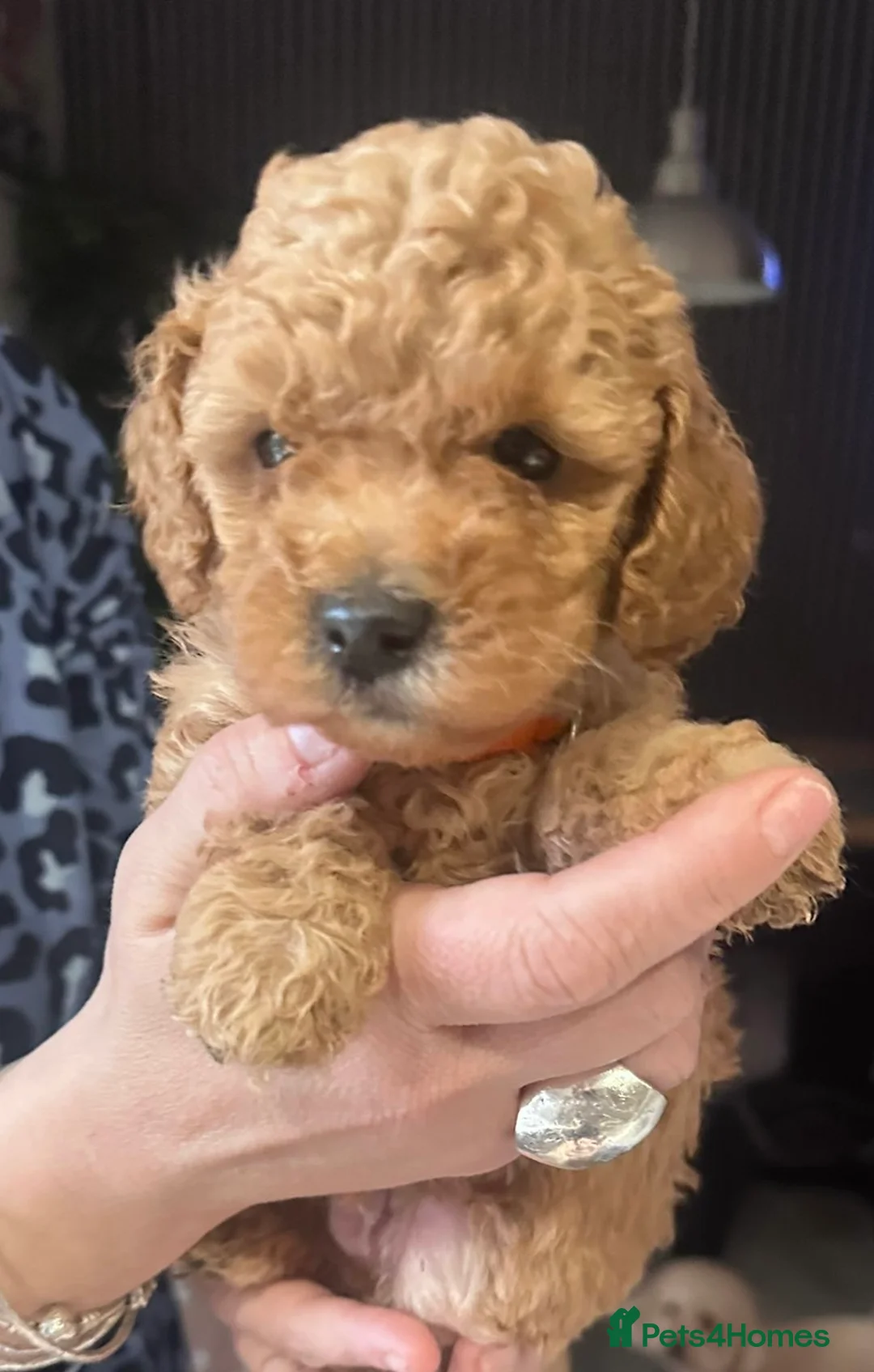 Toy Poodle dogs for sale: Stunning & outstanding KC reg toy poodles  - Advert 23