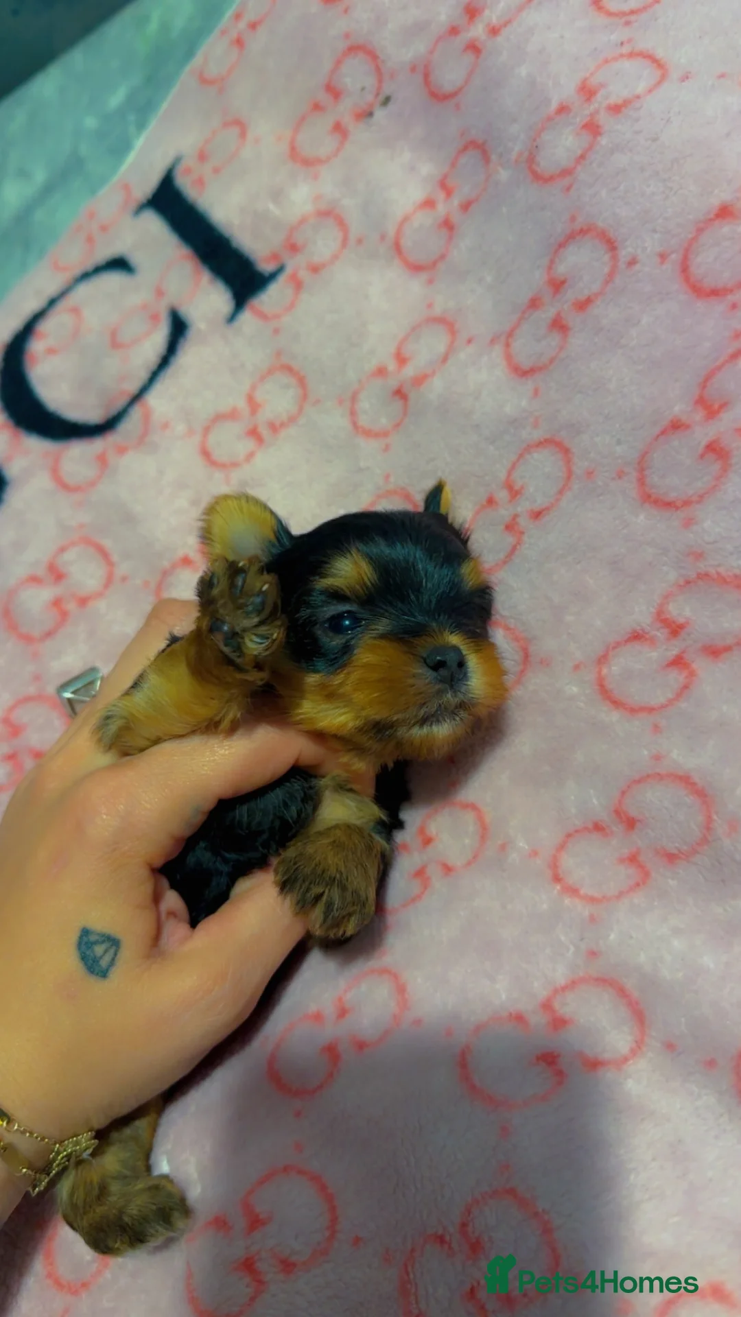 Yorkshire Terrier dogs for sale: Beautiful Yorkshire terrier boy  - Advert 1
