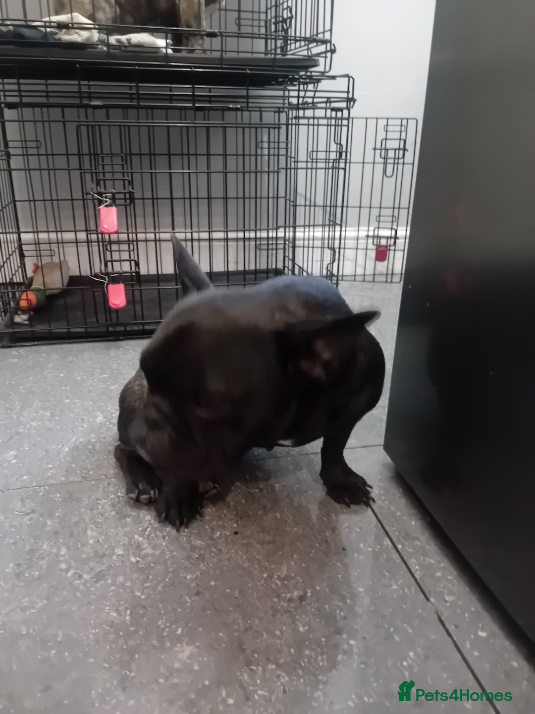 French Bulldog dogs for sale: French bull dog - Image 4