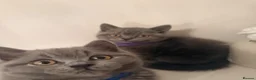 British Shorthair cats for sale: PEDIGREE British Shorthair Kittens - Advert 9
