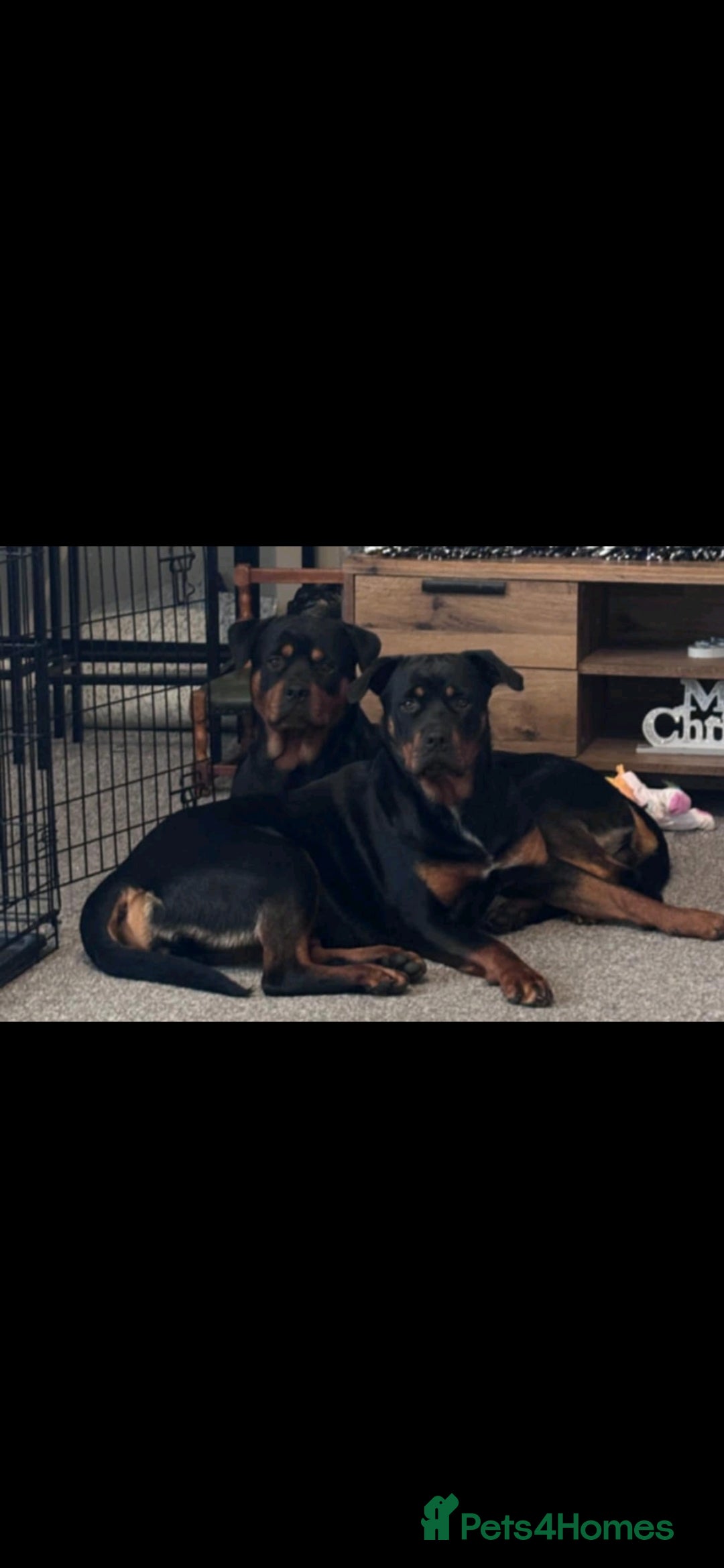 Rottweiler dogs Rottweiler puppies x 6 3 male 3 female. - Advert 1