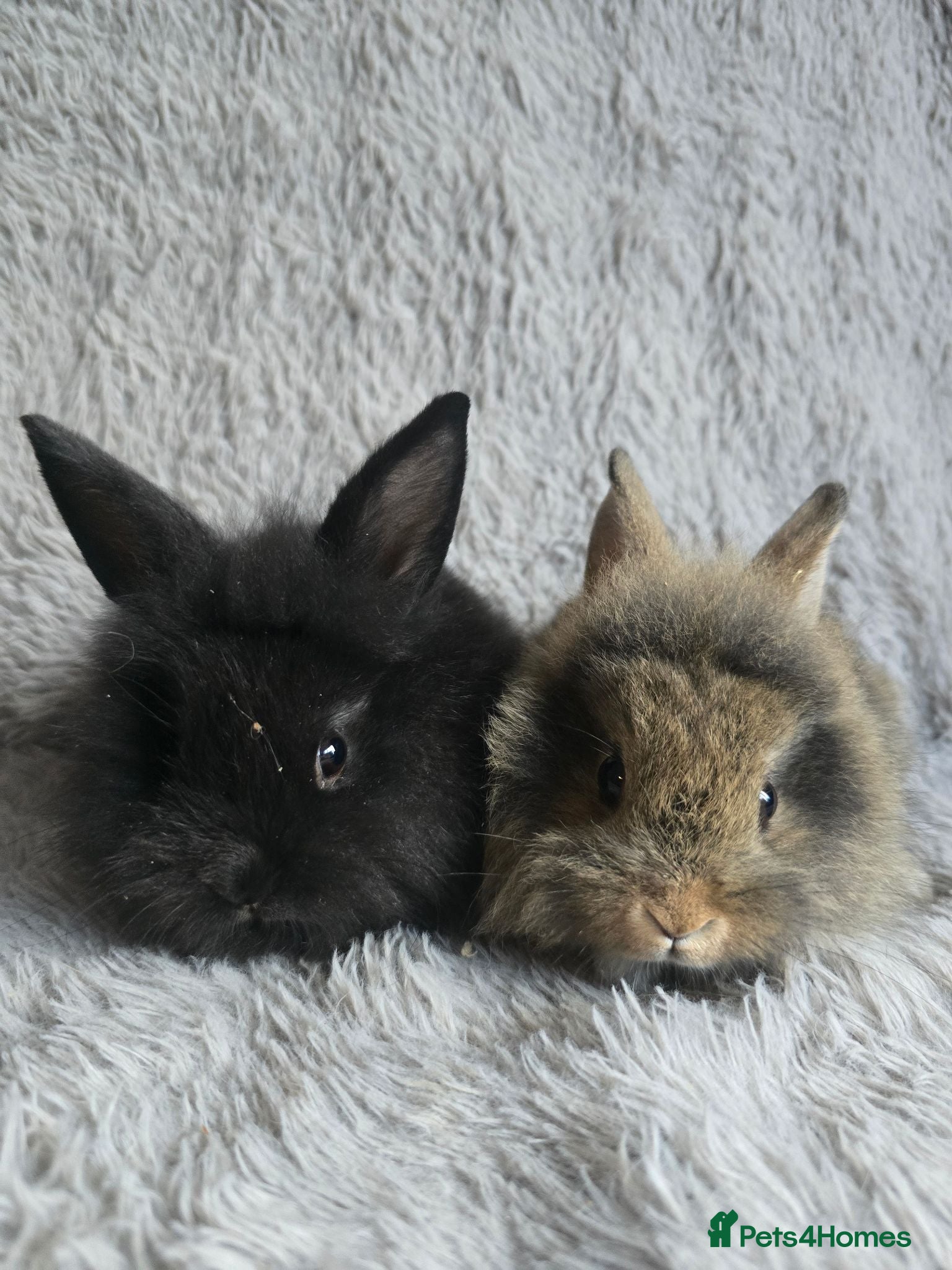 Lionhead rabbits Beautiful baby lionhead bunnies - Advert 12