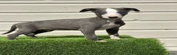 Whippet dogs for sale: Blue whippets  - Advert 17