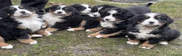 Bernese Mountain Dog dogs for sale: Bernese mountain dogs - 3 puppies left - Advert 2