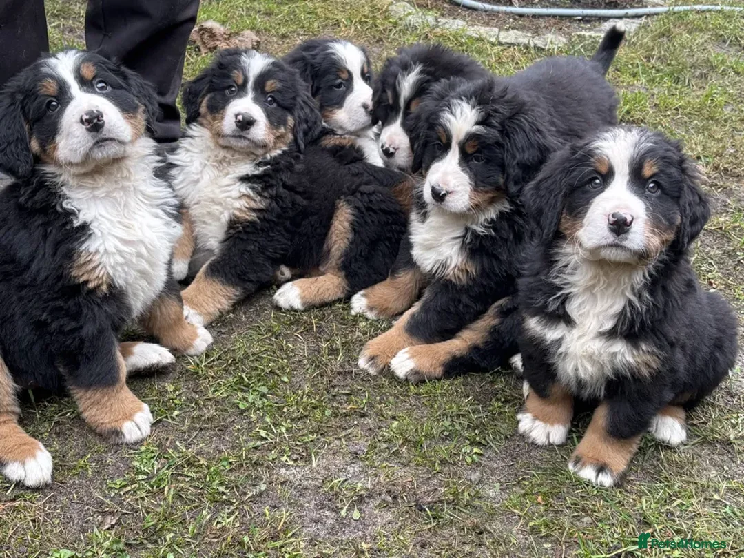 Bernese Mountain Dog dogs for sale: Bernese mountain dogs - 3 puppies left - Advert 2