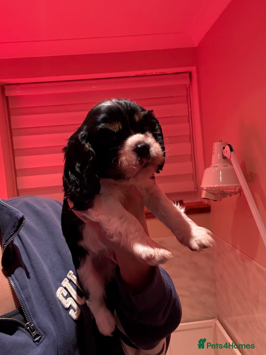 Cavalier King Charles Spaniel dogs for sale: All Reserved . - Advert 5