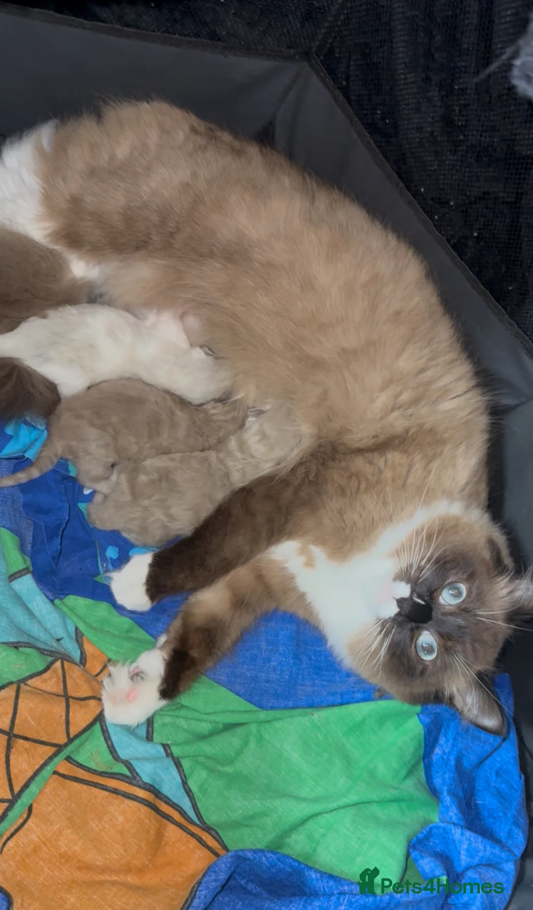 Ragdoll cats for sale: 3 female ragdolls including mink lynx  - Advert 1