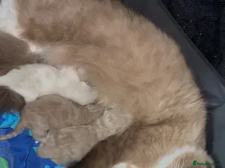 Ragdoll cats 3 female ragdolls including mink lynx - Advert 8